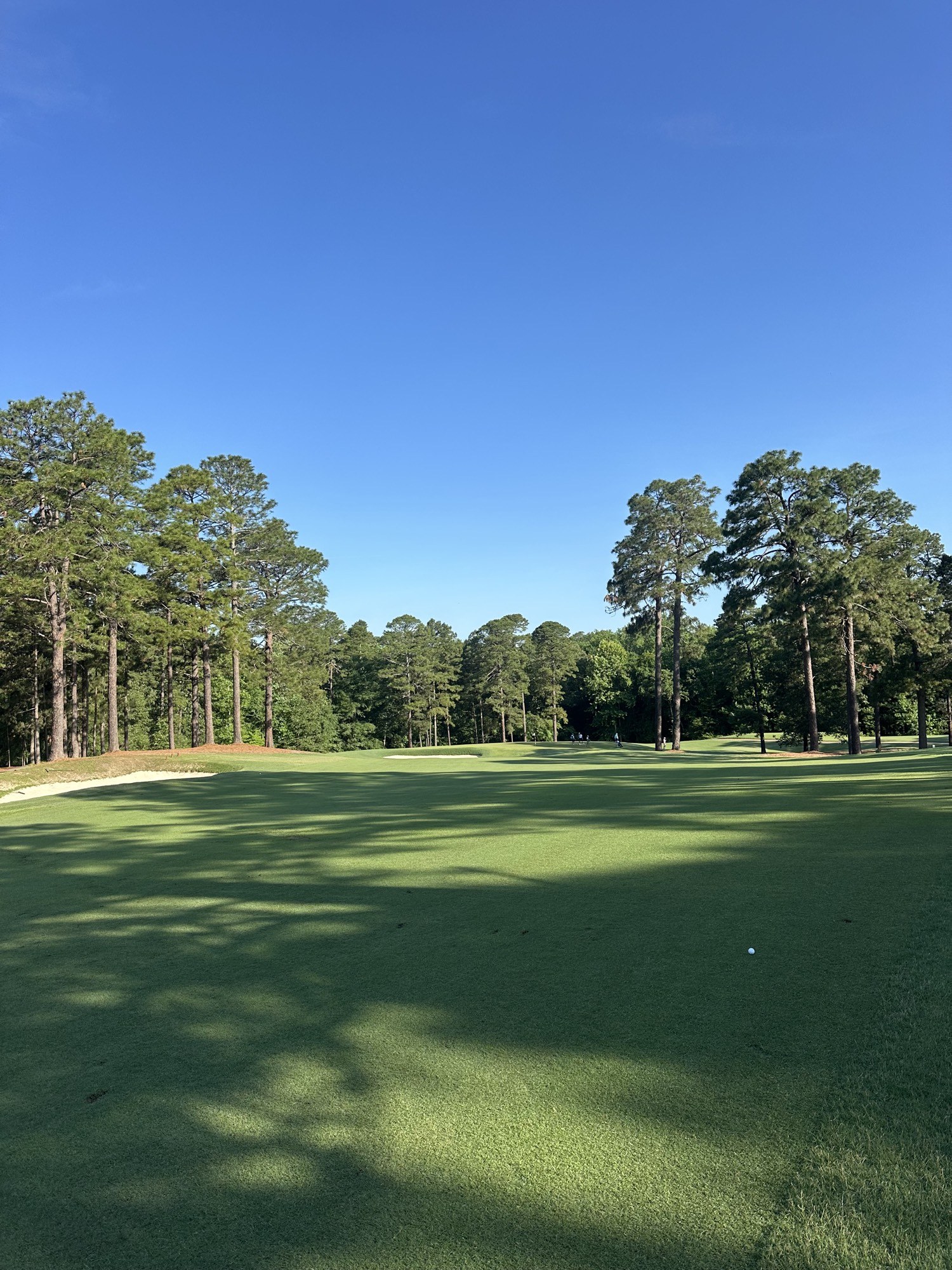 Needle Shade, Pinehurst