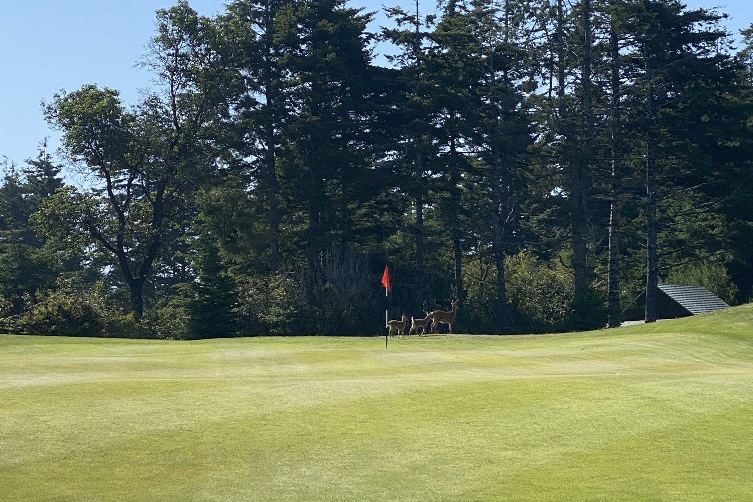 The Deer, Bandon Dunes