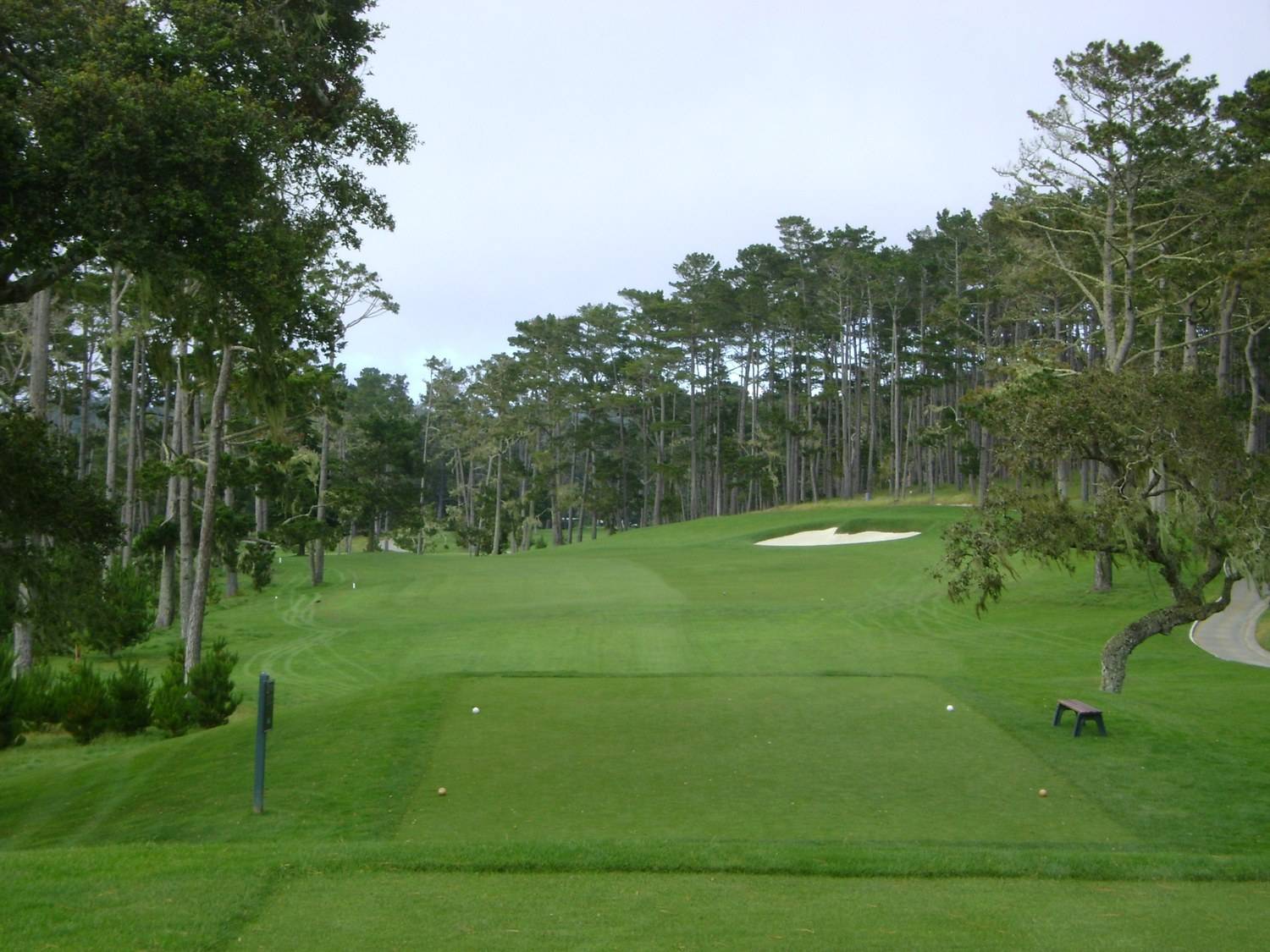 Through the Cypress — Spanish Bay