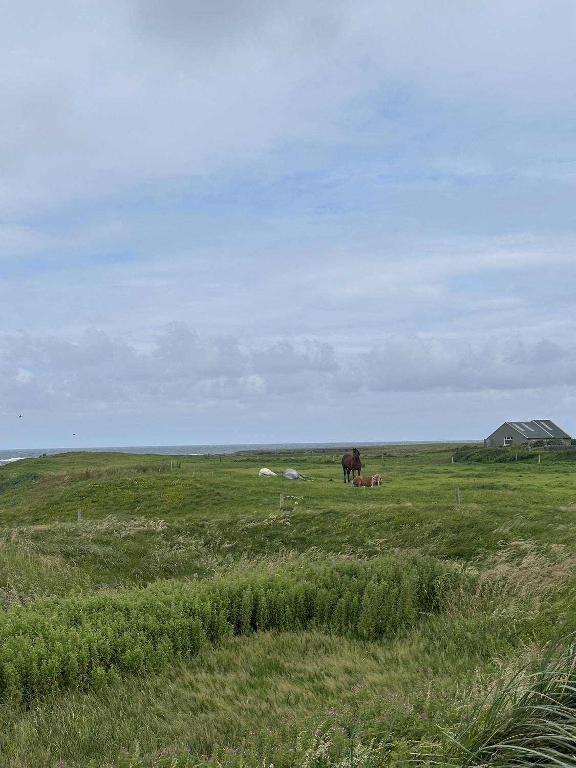 Yellow Bowl — Lahinch